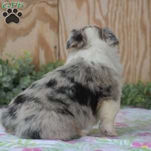 Legend, Pembroke Welsh Corgi Puppy