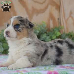 Legend, Pembroke Welsh Corgi Puppy