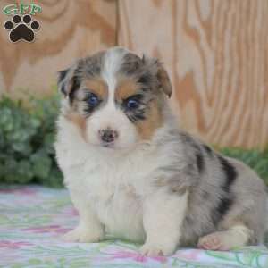 Legend, Pembroke Welsh Corgi Puppy