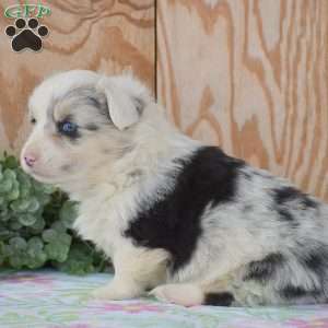 Lucas, Pembroke Welsh Corgi Puppy