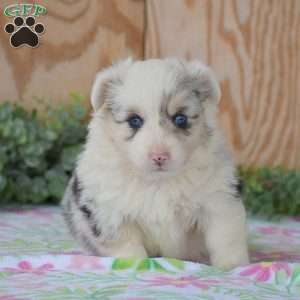 Lucas, Pembroke Welsh Corgi Puppy