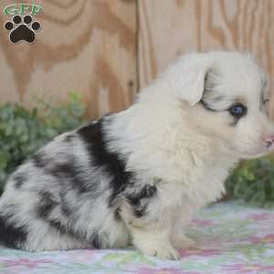 Lucas, Pembroke Welsh Corgi Puppy