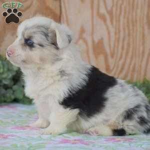 Lucas, Pembroke Welsh Corgi Puppy