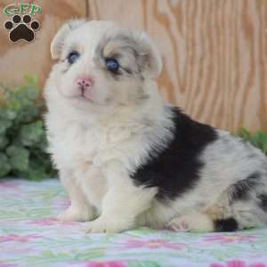 Lucas, Pembroke Welsh Corgi Puppy