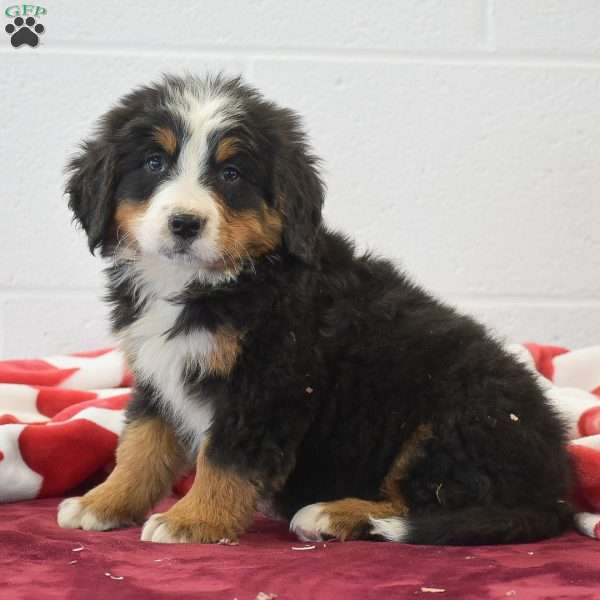 Chestnut, Bernese Mountain Dog Puppy