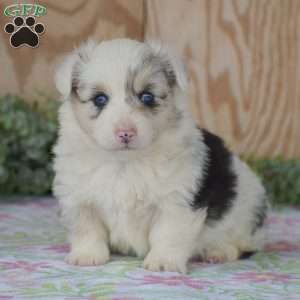 Lucas, Pembroke Welsh Corgi Puppy