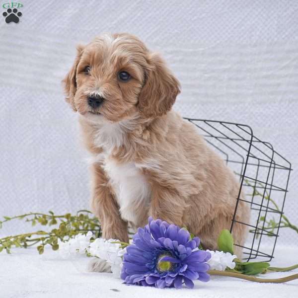 Charlotte, Mini Goldendoodle Puppy