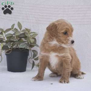 Cecilia, Mini Goldendoodle Puppy