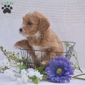 Cecilia, Mini Goldendoodle Puppy
