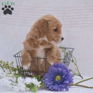 Cecilia, Mini Goldendoodle Puppy