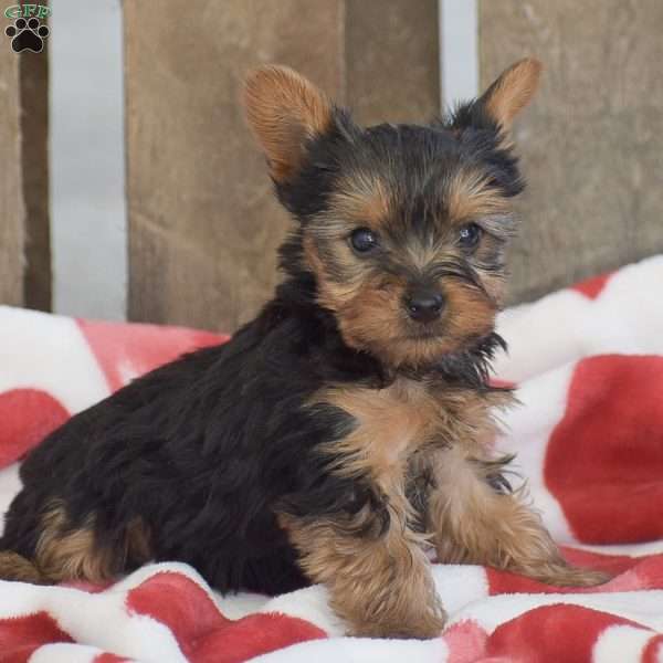 Musketeer, Yorkie Puppy
