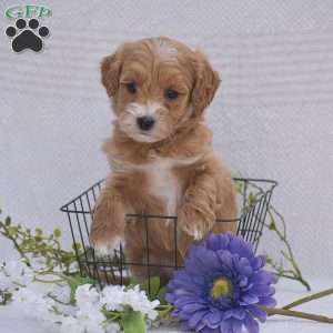 Cecilia, Mini Goldendoodle Puppy