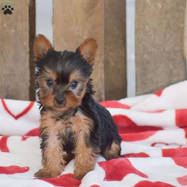 Starburst, Yorkie Puppy