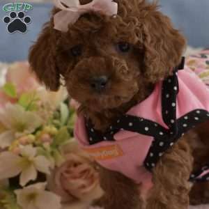 Zoe, Toy Poodle Puppy