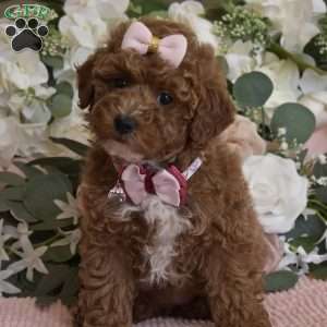 Elsa, Toy Poodle Puppy
