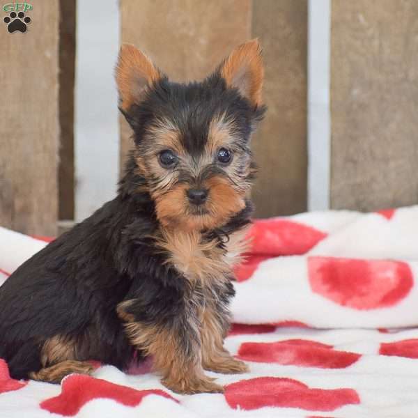 Twix, Yorkie Puppy