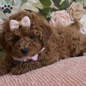 Elsa, Toy Poodle Puppy