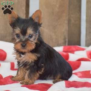 Twix, Yorkie Puppy