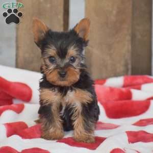 Twix, Yorkie Puppy