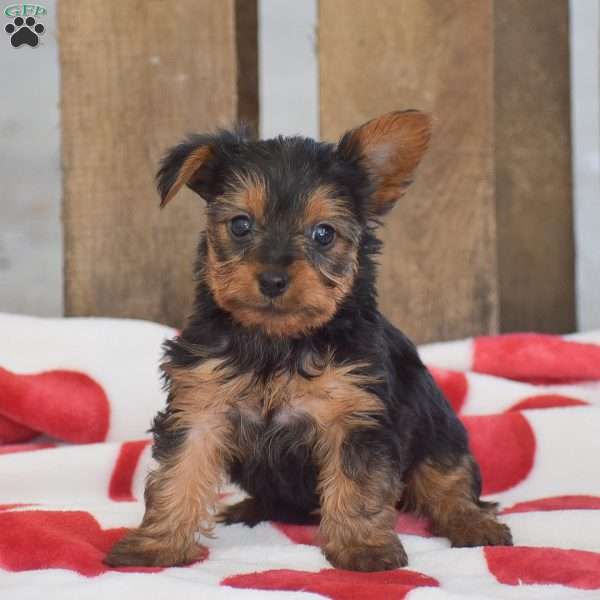 Lollipop, Yorkie Puppy