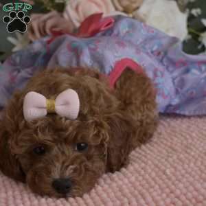 Elsa, Toy Poodle Puppy