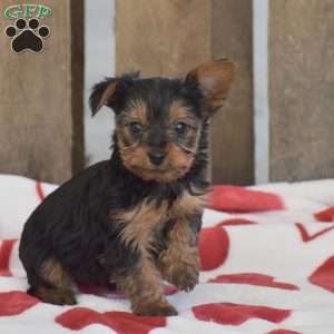 Lollipop, Yorkie Puppy