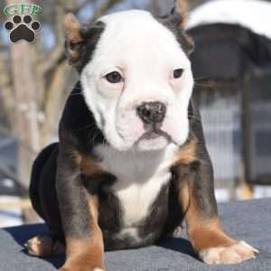 Turbo, English Bulldog Mix Puppy