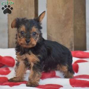 Lollipop, Yorkie Puppy