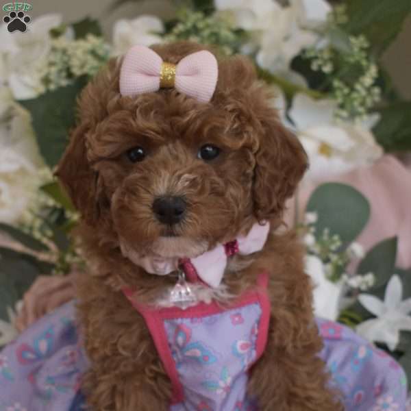 Elsa, Toy Poodle Puppy