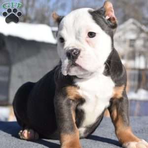 Turbo, English Bulldog Mix Puppy