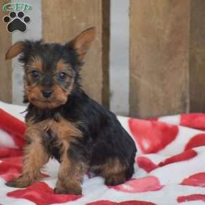 Lollipop, Yorkie Puppy