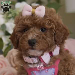 Elsa, Toy Poodle Puppy