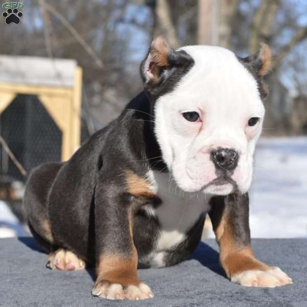 Turbo, English Bulldog Mix Puppy