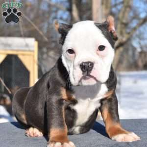 Turbo, English Bulldog Mix Puppy