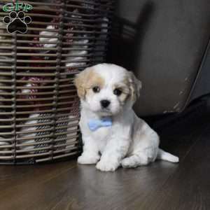 Cash, Cavachon Puppy