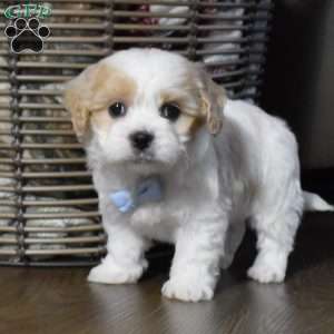 Cash, Cavachon Puppy