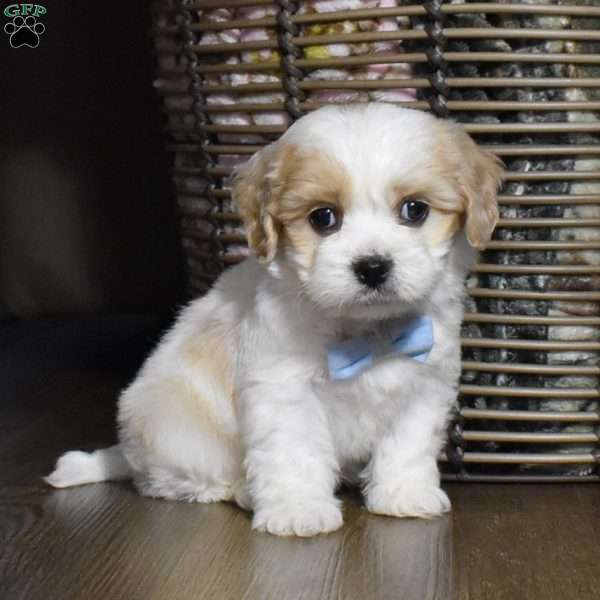 Cash, Cavachon Puppy