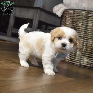 Cash, Cavachon Puppy