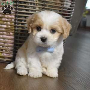 Cash, Cavachon Puppy
