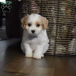 Carter, Cavachon Puppy