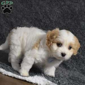 Carter, Cavachon Puppy