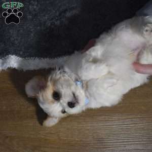 Carter, Cavachon Puppy
