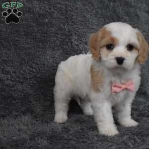 Callie, Cavachon Puppy