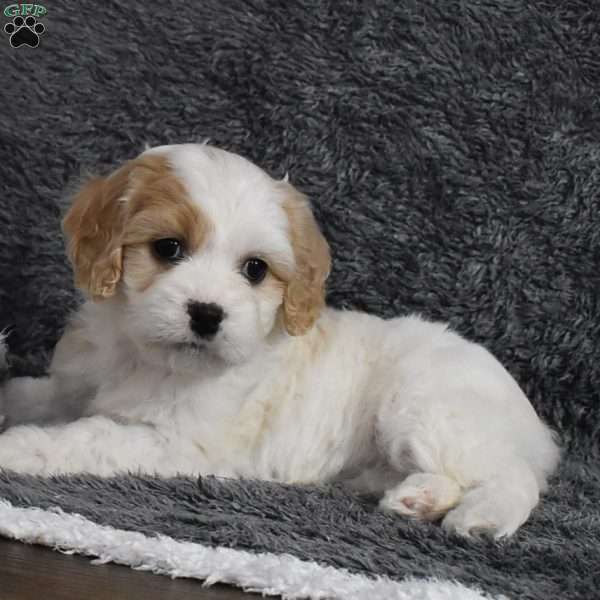 Callie, Cavachon Puppy