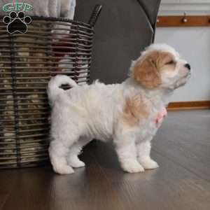 Callie, Cavachon Puppy