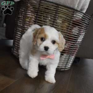 Callie, Cavachon Puppy