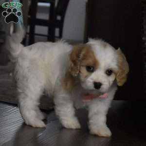 Callie, Cavachon Puppy