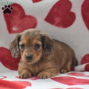 Zara-Mini, Dachshund Puppy
