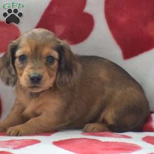 Zara-Mini, Dachshund Puppy