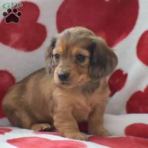 Zara-Mini, Dachshund Puppy